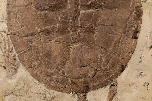Schildpad - Fossiele plaatmatrix - Manchurochelys( BIG!) -, Verzamelen, Mineralen en Fossielen