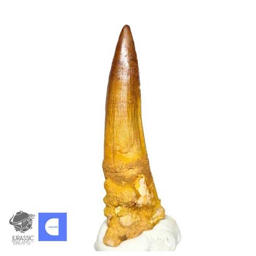 Uitstekende Mooi Bewaarde Spinosaurus Dinosaurus Tand -, Verzamelen, Mineralen en Fossielen