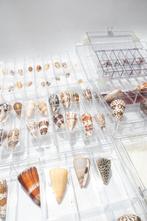 Uitgebreide Conus-collectie met zeldzaamheden ***GEM***, Verzamelen, Nieuw