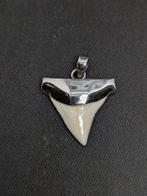 Requin taureau Dent - Carcharhinus leucas - 22 mm - 25 mm -, Collections