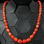 Echt rood koraal Corallium rubrum Rode Mediterrane