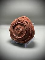 Oudste fossiel op aarde - geschat op ongeveer 1,1 miljard