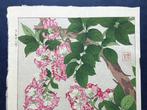 Crape Myrtle  Sarusuberi - Kawarazaki Shodo