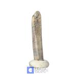 Extreem zeldzame grote Nigersaurus Rebbachisaurid-sauropode, Verzamelen