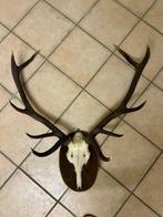 Jachttrofee, Verzamelen, Nieuw