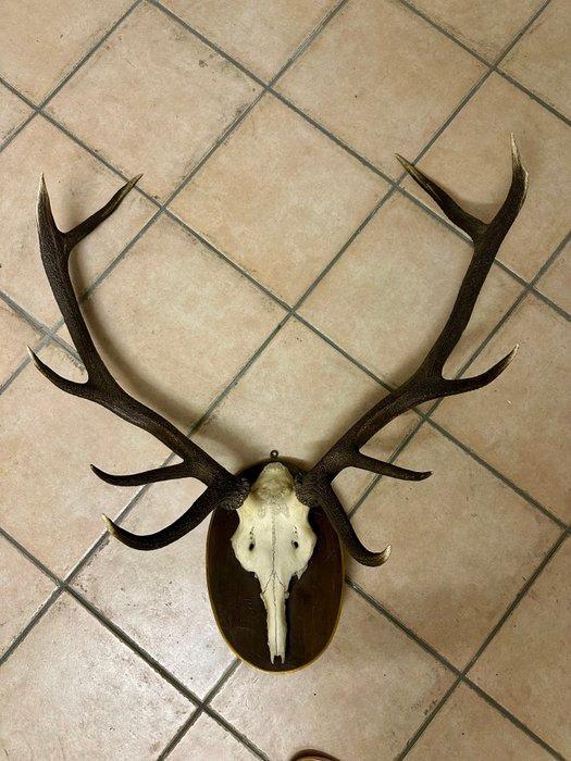 Jachttrofee, Verzamelen, Dierenverzamelingen