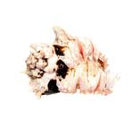 Rosemundschnecke  Phyllonotus erythrostomus - Een