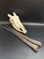 Gemsbok Schedel - Oryx gazella - skull + horns - 25 cm - 41