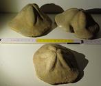Echinoderm - Gefossiliseerd dier - Clypeaster - 16 cm - 15