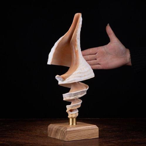 Gesneden schelp: kunst van de zee Spiraal - Triplofusus, Verzamelen, Dierenverzamelingen