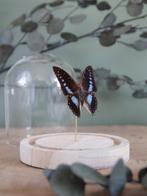 Vlinder Taxidermie volledige montage - Véritables Charaxes