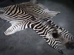 Real African Zebra Skin rug - Vloerkleed - 185 cm - 335 cm