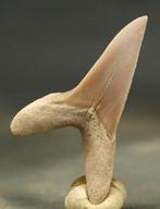 Shark Tooth - Bon état - Dent fossile - Cretolamna