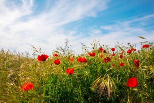 Viet Ha Tran - Poppy field I, Antiek en Kunst, Kunst | Schilderijen | Modern