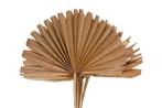 Sun spear 6pc 37x56cm - Natural Palmspear Groot blad, Hobby & Loisirs créatifs, Bricolage