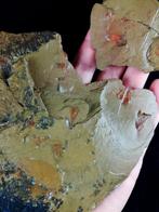 Indrukwekkende Hyolitha !!! - Gefossiliseerd dier -, Verzamelen