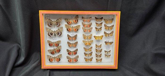 Palearctique Moths / Butterflies ex COLLET Belgium, Verzamelen, Dierenverzamelingen