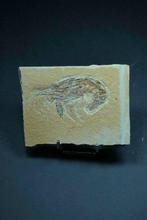 garnalen - Gefossiliseerd dier - Carpopenaeus callirostris -
