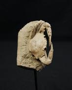 Krab - Gefossiliseerd dier - Charybdis lucifer