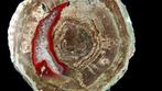 Agate Thunderegg La Dent - Esterel, Var, France - Hauteur