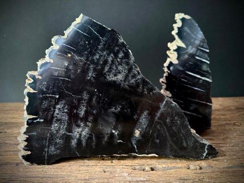 Bois fossile - Bois fossilisé - Dipterocarpus sp. - 20.5 cm, Verzamelen, Mineralen en Fossielen