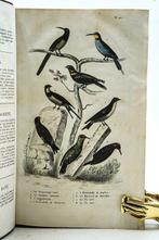 Buffon / G. Cuvier - Œuvres complètes de Buffon: Oiseaux -