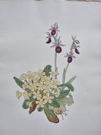 Weisz, Josef (1894/ 1969) - Lot of 12 plates from Blumen