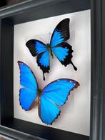 Papillon Support de corps entier pour taxidermie -