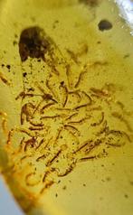 Worm Nest - Collembola en Muggen - Barnsteen - 15 mm - 11 mm