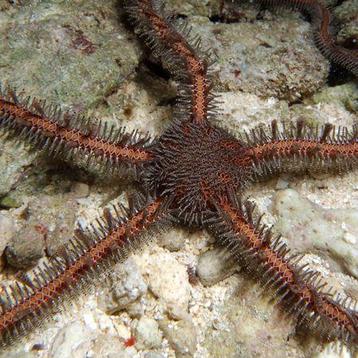 Ophiomastix Annulosa beschikbaar voor biedingen