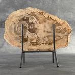 Magnifique tranche de bois pétrifié sur un socle