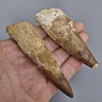 Dinosaurus - Fossiele tanden - Spinosaurus aegyptiacus - 105, Verzamelen