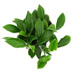 Anubias barteri var. nana Paxing, Dieren en Toebehoren, Verzenden, Nieuw
