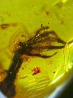 Ambre - Ambre - Lizard feet in amber - 18.8 mm - 12.7 mm