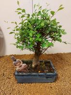 Japanese iep bonsai (Zelkova) - Hoogte (boom): 25 cm -
