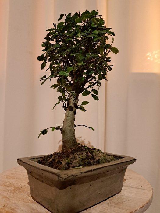 Chinese iep bonsai (Ulmus parviflora) - Hoogte (boom): 22 cm, Antiek en Kunst, Curiosa en Brocante