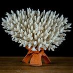 Corail de table blanc - Acropora latistella sur support en, Collections