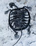 Schildpad - Gefossiliseerd dier - Manchurochelys - 25 cm -