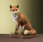 Vos Zittend Taxidermie Opgezette Dieren By Max, Verzamelen, Ophalen of Verzenden, Nieuw, Wild dier, Opgezet dier