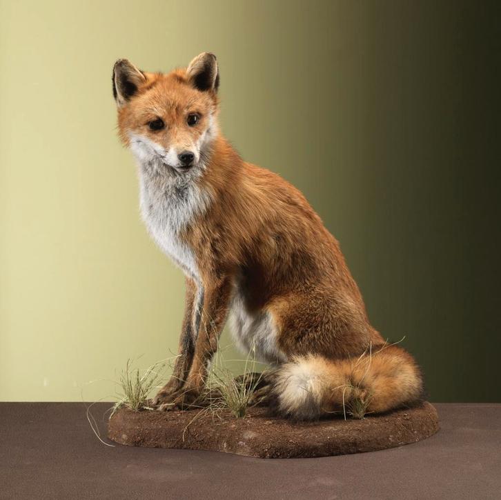 Vos Zittend Taxidermie Opgezette Dieren By Max, Collections, Collections Animaux, Enlèvement ou Envoi