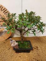 Bonsaï Azalée (Rhododendron) - Hauteur (arbre) : 27 cm -