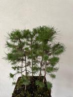 Den bonsai (Pinus) - Hoogte (boom): 45 cm - Diepte (boom):