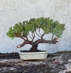 Jeneverbes bonsai (Juniperus) - Hoogte (boom): 17 cm -