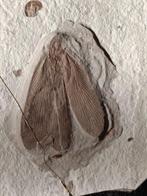 Animal fossilisé - Mesoblattinid (Sans Prix de Réserve), Verzamelen