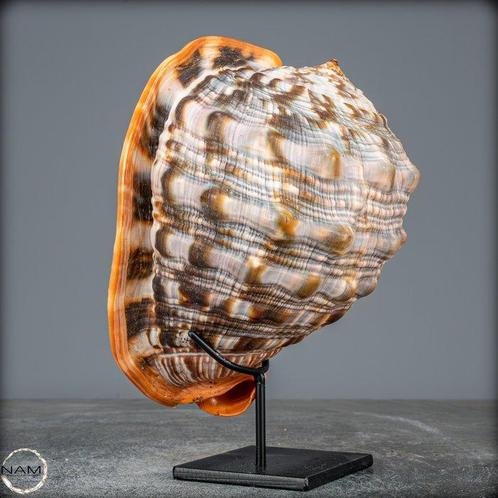 Zeer zeldzame natuurlijke Cassis Rufa Zeeslak schelp- 625.91, Verzamelen, Dierenverzamelingen