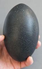 Emoe Ei - Dromaius novaehollandiae - 11 cm - 9 cm - 9 cm-, Nieuw