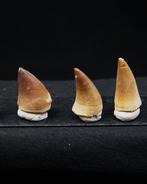 Verzameling van enorme mosasauriërtanden - Fossiele tand -
