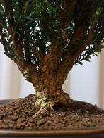 Buxus Harlandii bonsai in bonsaischaal - Hoogte (boom): 23