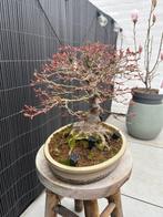 Japanese maple bonsai (Acer palmatum) - Hauteur (arbre) : 30