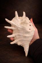 Zeeslak Zeeschelp - Lambis lambis (Zonder minimumprijs)